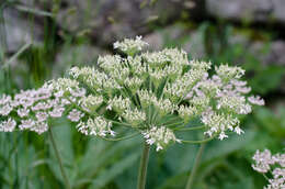 Image of Heracleum sphondylium subsp. pyrenaicum (Lam.) Bonnier & Layens