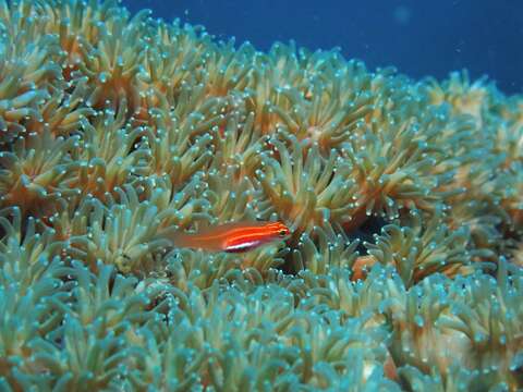 Image of Neon dwarfgoby