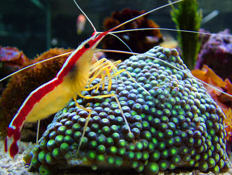Image of Scarlet cleaner shrimp