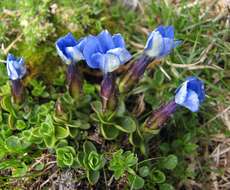 Image of Gentiana brachyphylla subsp. favratii (Rittener) Tutin