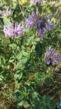 Image of Monarda fistulosa var. menthifolia (Graham) Fernald