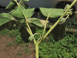 Image of threeseed croton