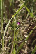 Imagem de Vicia sativa subsp. nigra (L.) Ehrh.