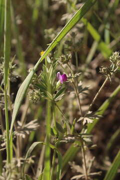 Image of garden vetch