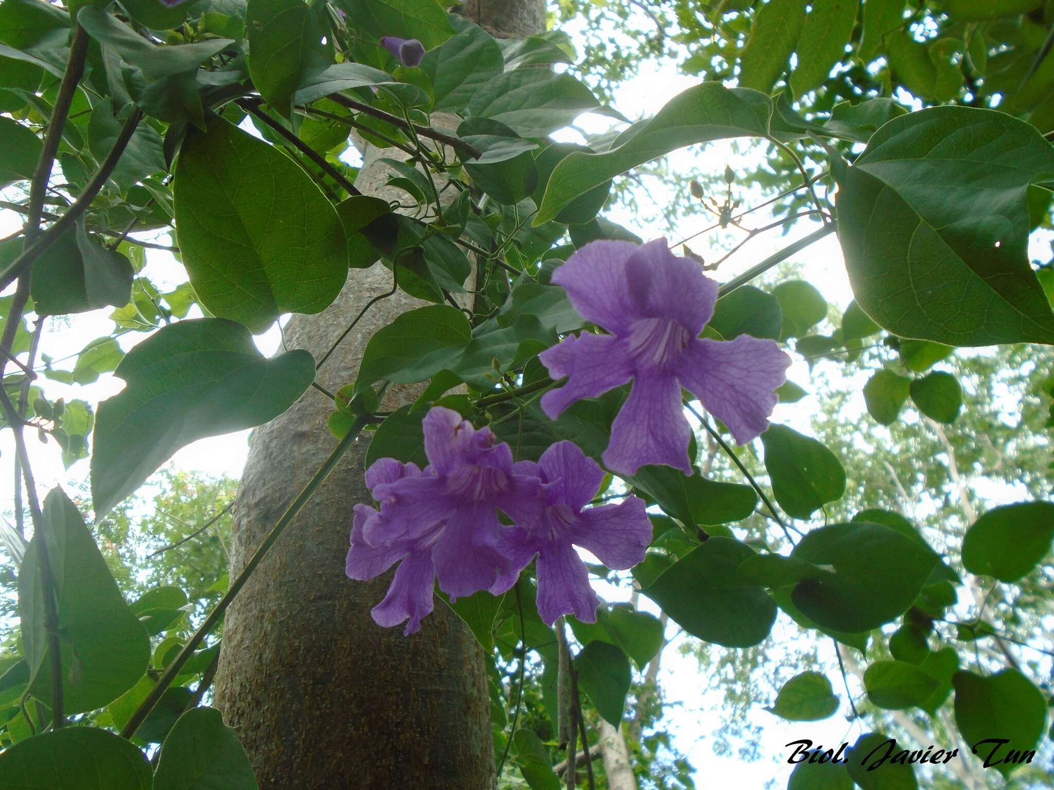 Bignonia diversifolia Kunth resmi