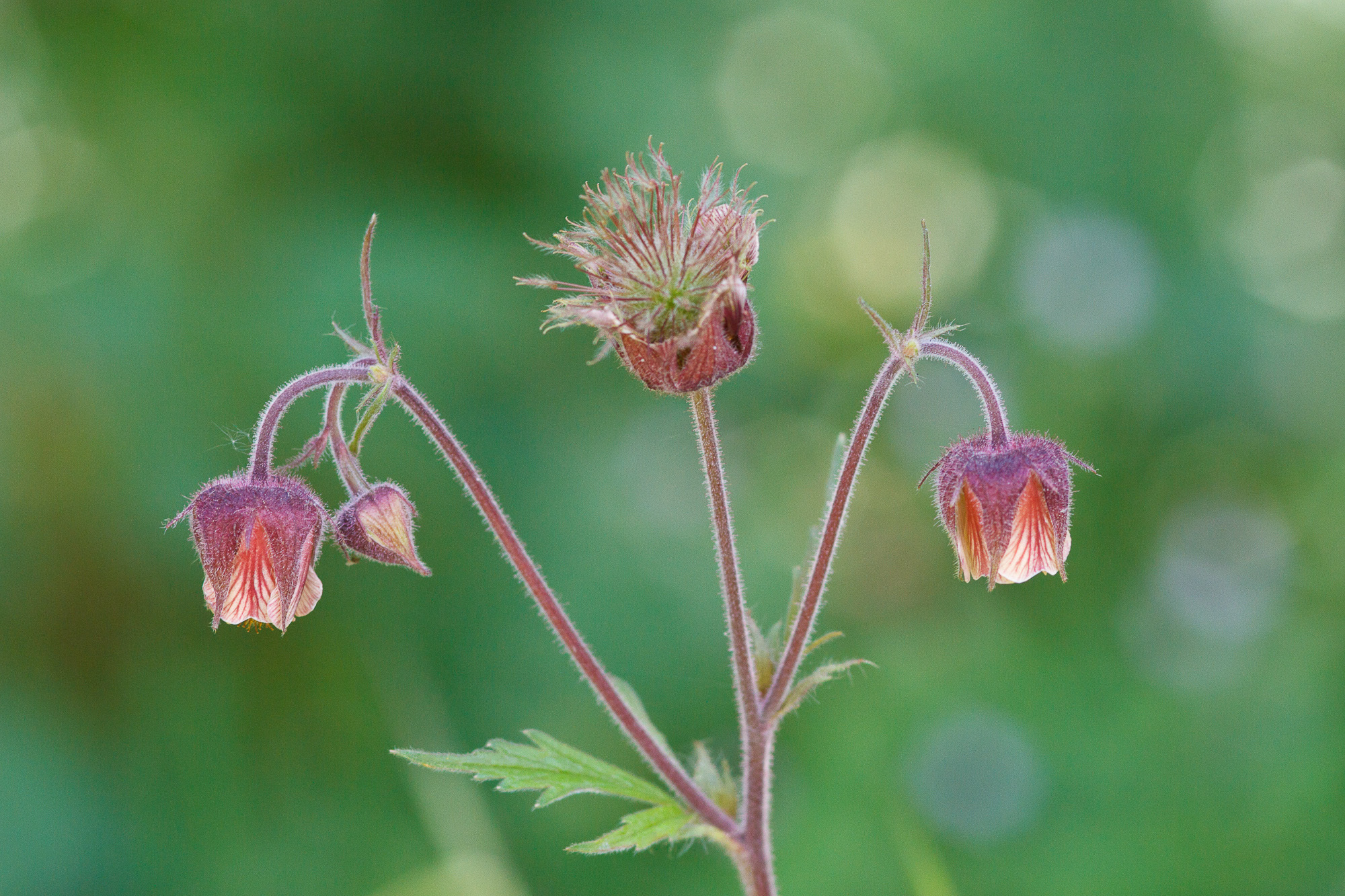 Geum rivale (rights holder: Sarah Gregg)