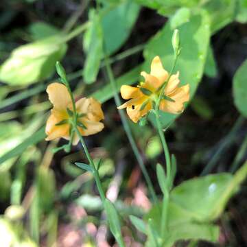 Image of sharplobe St. Johnswort