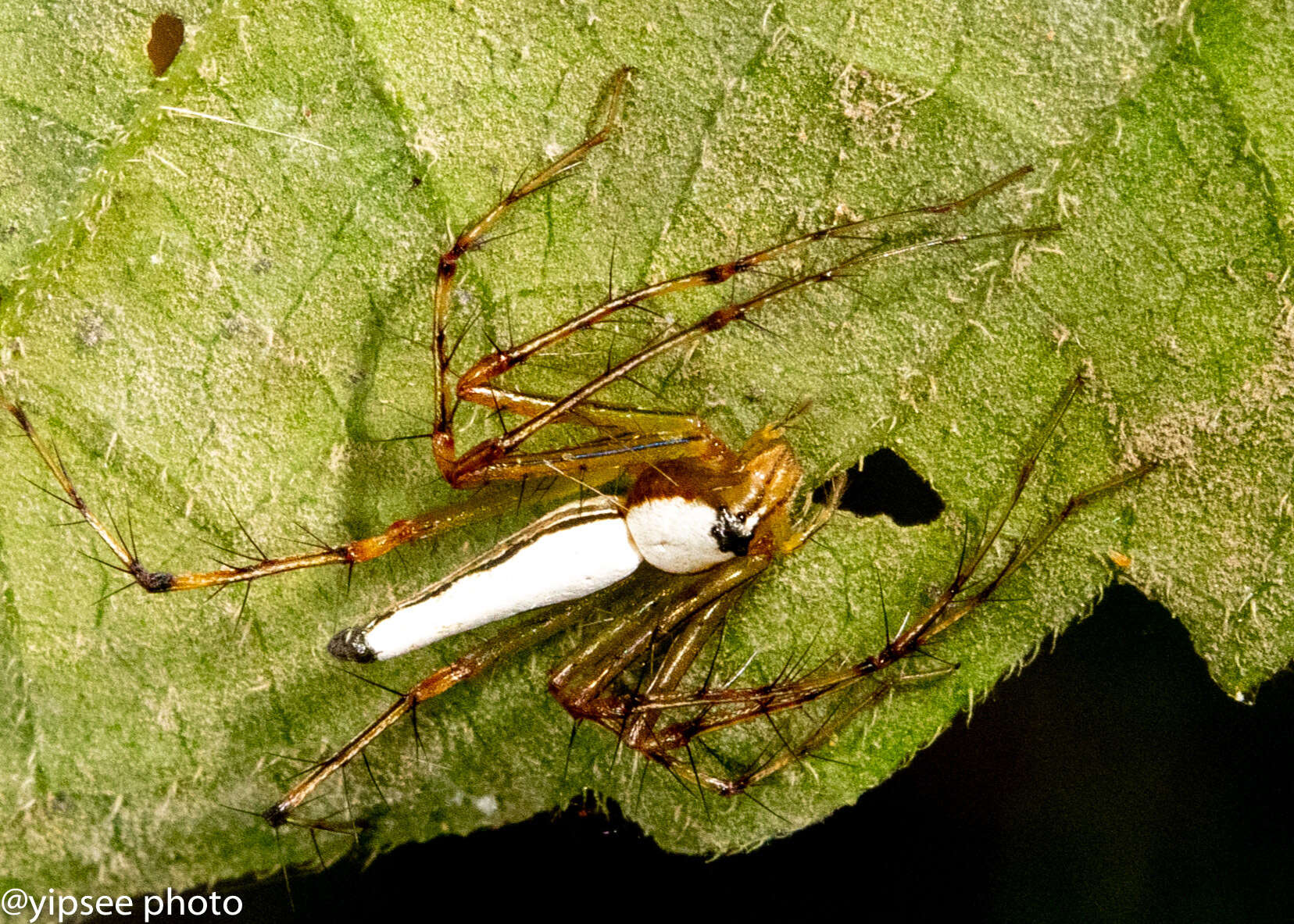 Image of Oxyopes shweta Tikader 1970