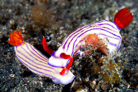 Image of Hypselodoris maridadilus Rudman 1977