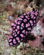 Image of Lumpy black and grey slug