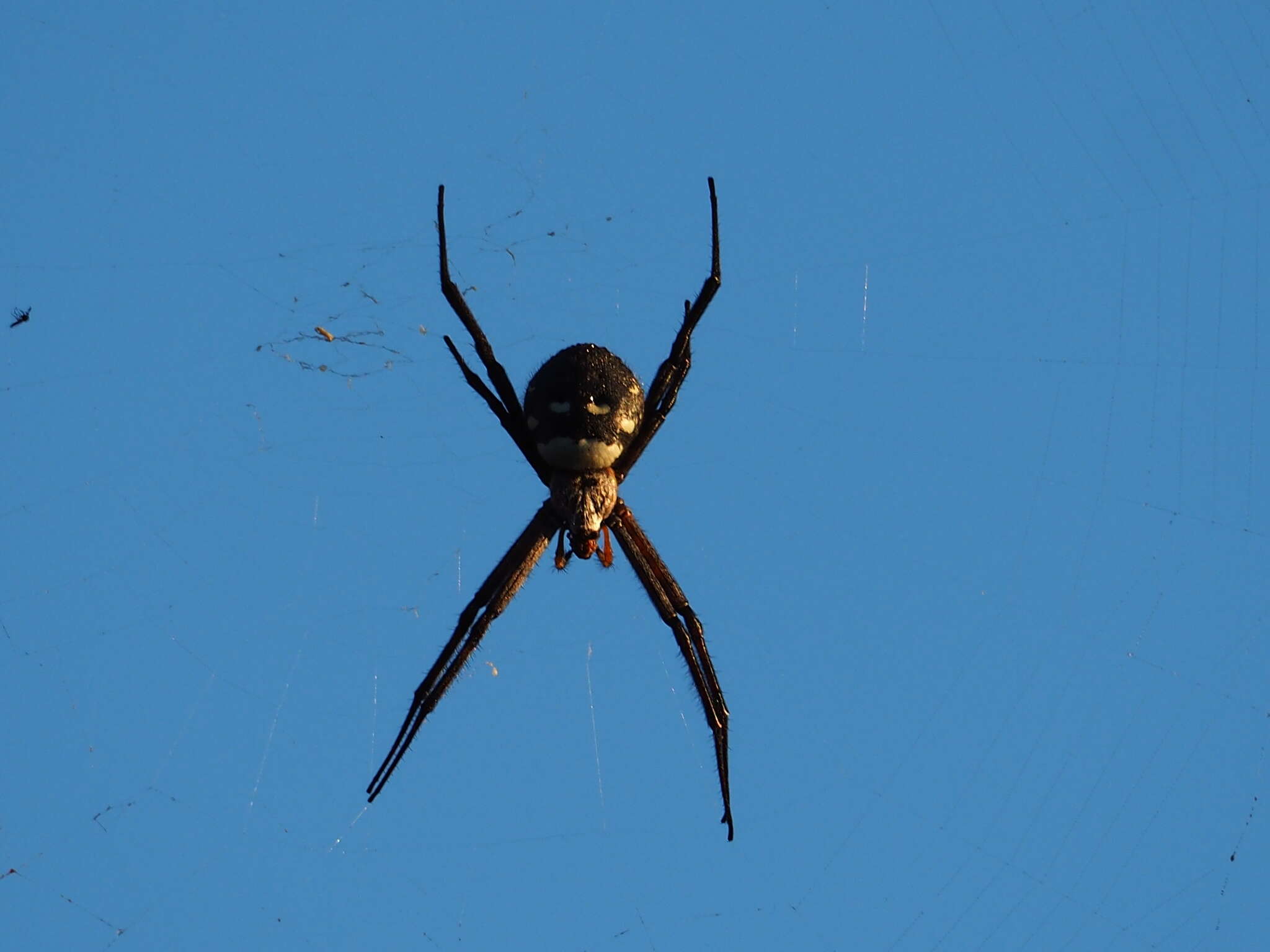 Imagem de Argiope trifasciata kauaiensis Simon 1900