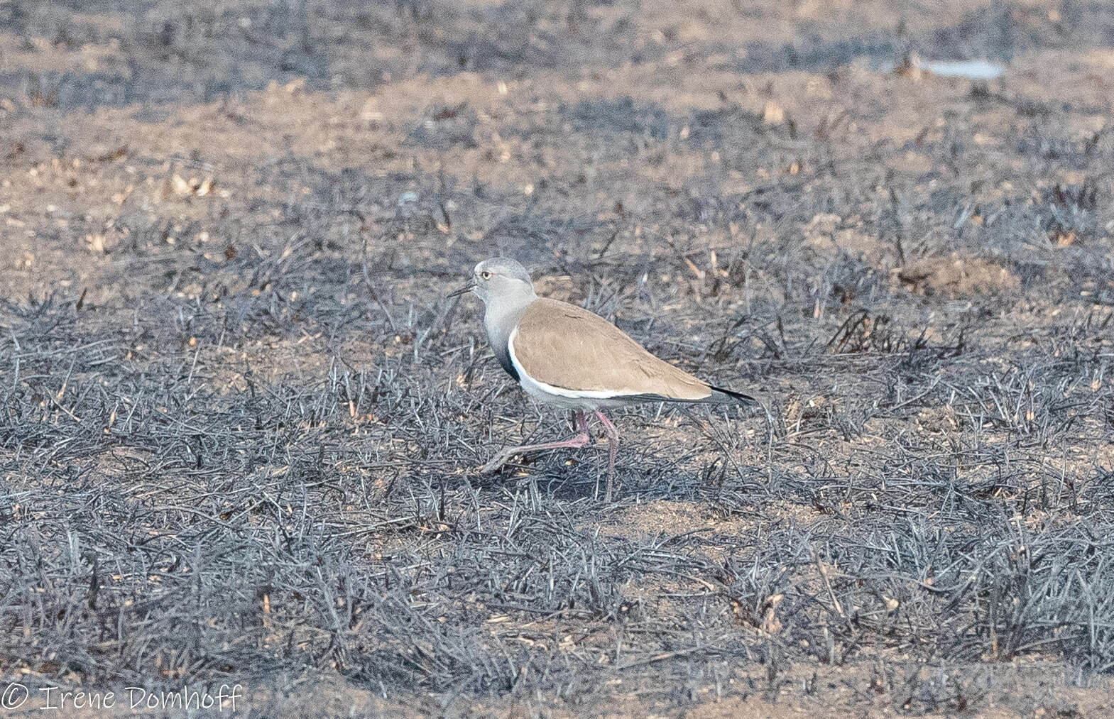 Image of Black-winged Lapwing