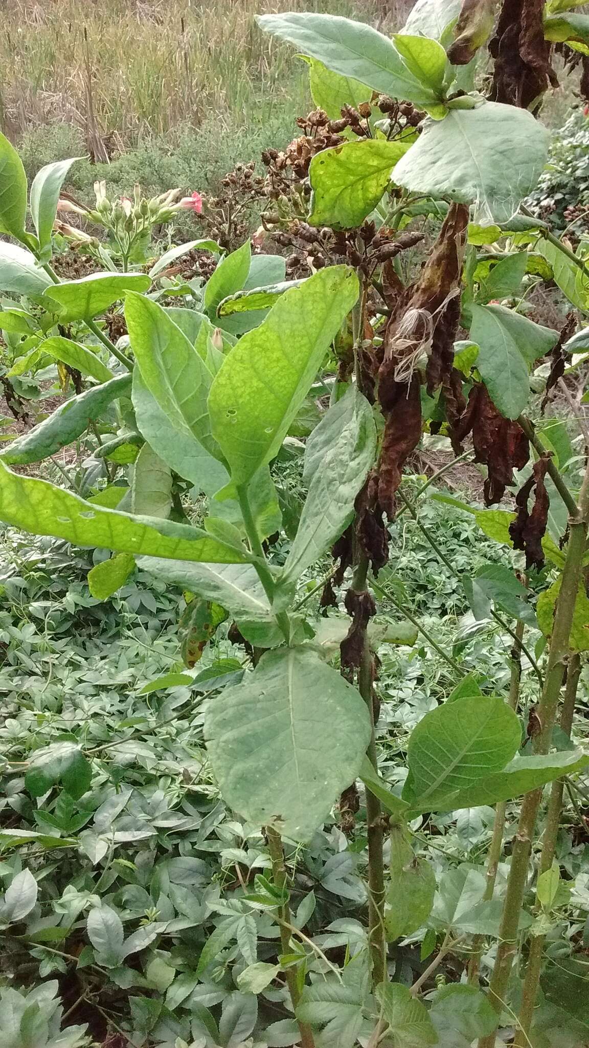 Image of cultivated tobacco