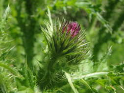 Image of curly plumeless thistle