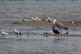 Image of Whiskered Tern