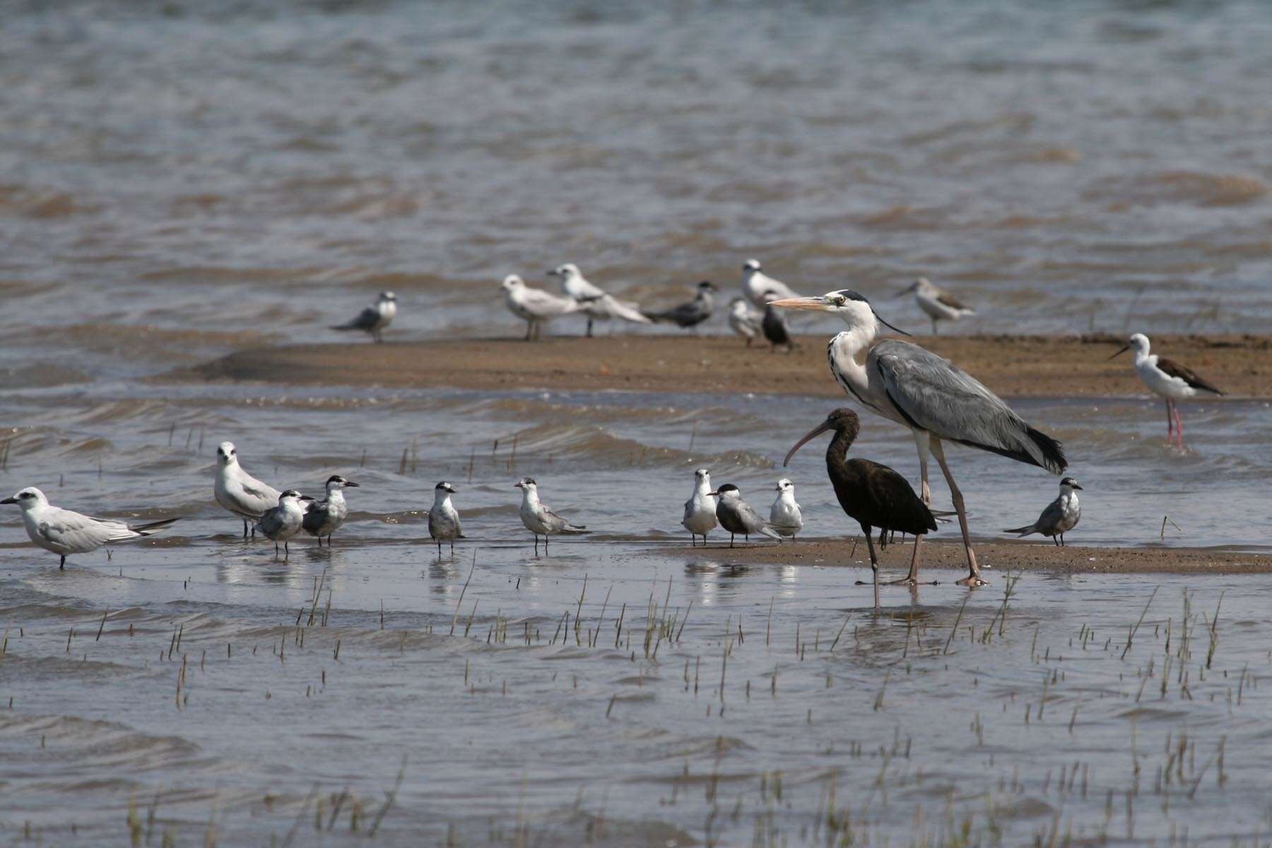 Image of Whiskered Tern