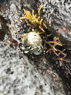 Image of Seurat's hermit crab