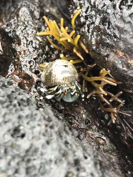 Image de Calcinus seurati Forest 1951