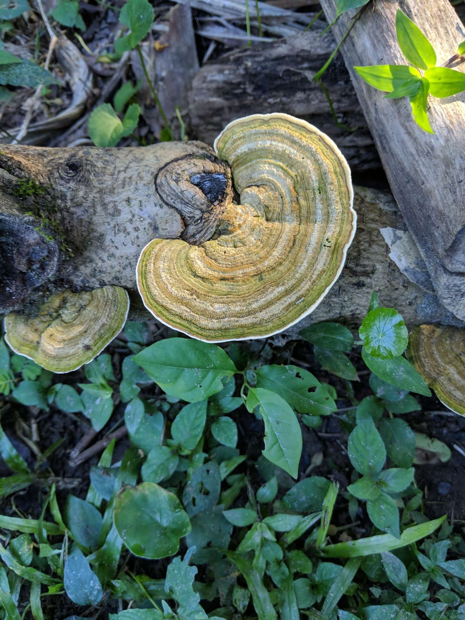 Image of Trametes polyzona (Pers.) Justo 2011