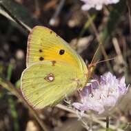 Image of clouded yellow