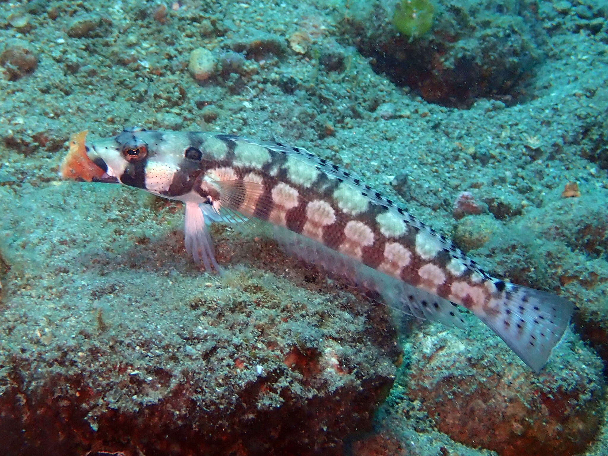 Image of Reticulated sandperch