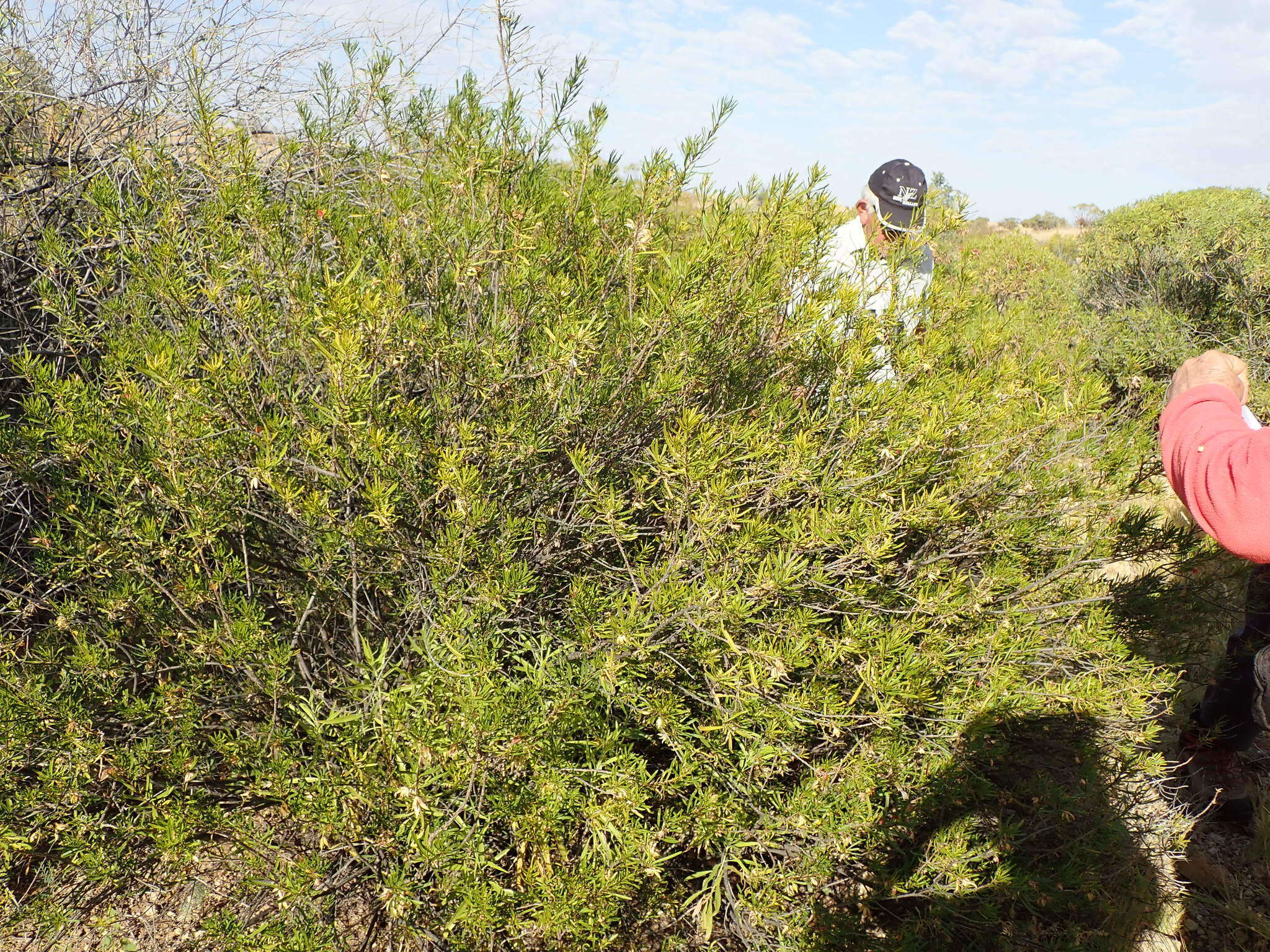 Image of Eremophila latrobei subsp. glabra (L. S. Smith) R. J. Chinnock