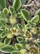 Image of Purslane-leaved aizoon