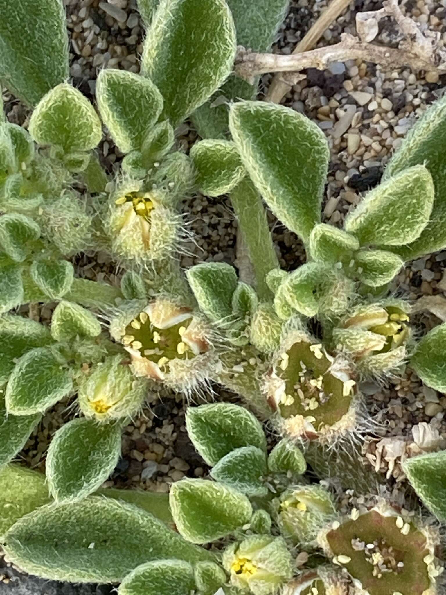 Image of Purslane-leaved aizoon