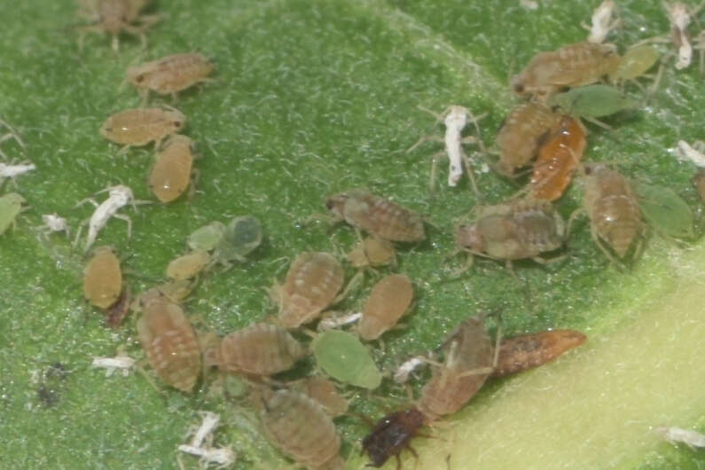 Image of Aphis (Aphis) asclepiadis Fitch 1851