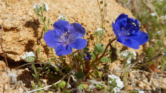 Image of Charlotte's phacelia