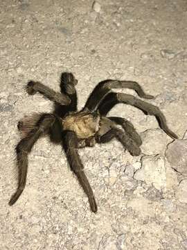 Image of Desert Blond Tarantula