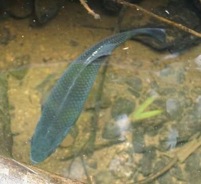 Image of Buffalo Bream