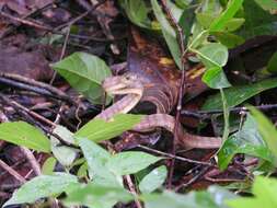 Image of Keeled Slug-eating Snake