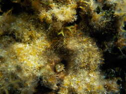 Image of Mystery blenny