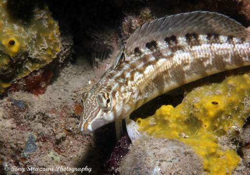 Parapercis cylindrica (Bloch 1792) resmi