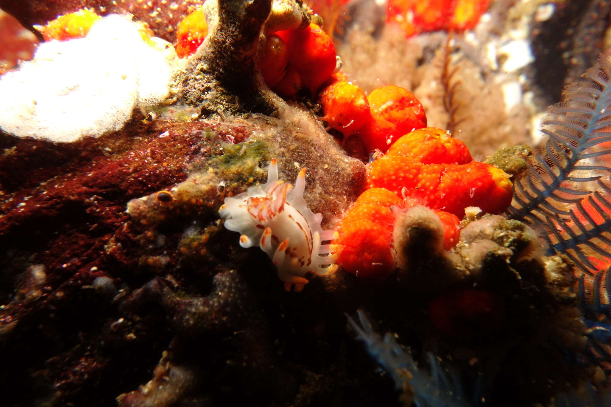 Image of Fiery nudibranch