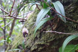 Image of green fly orchid