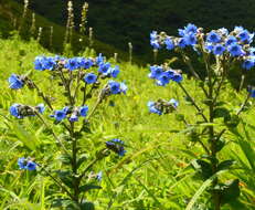 Image of Cynoglossum malabaricum (C. B. Cl.) Riedl