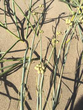 Image of Asclepias subaphylla R. E. Woodson