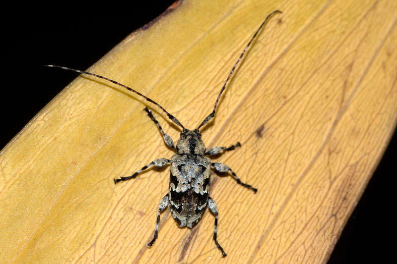 Image of Leptostylopsis perfasciatus Lingafelter & Micheli 2009