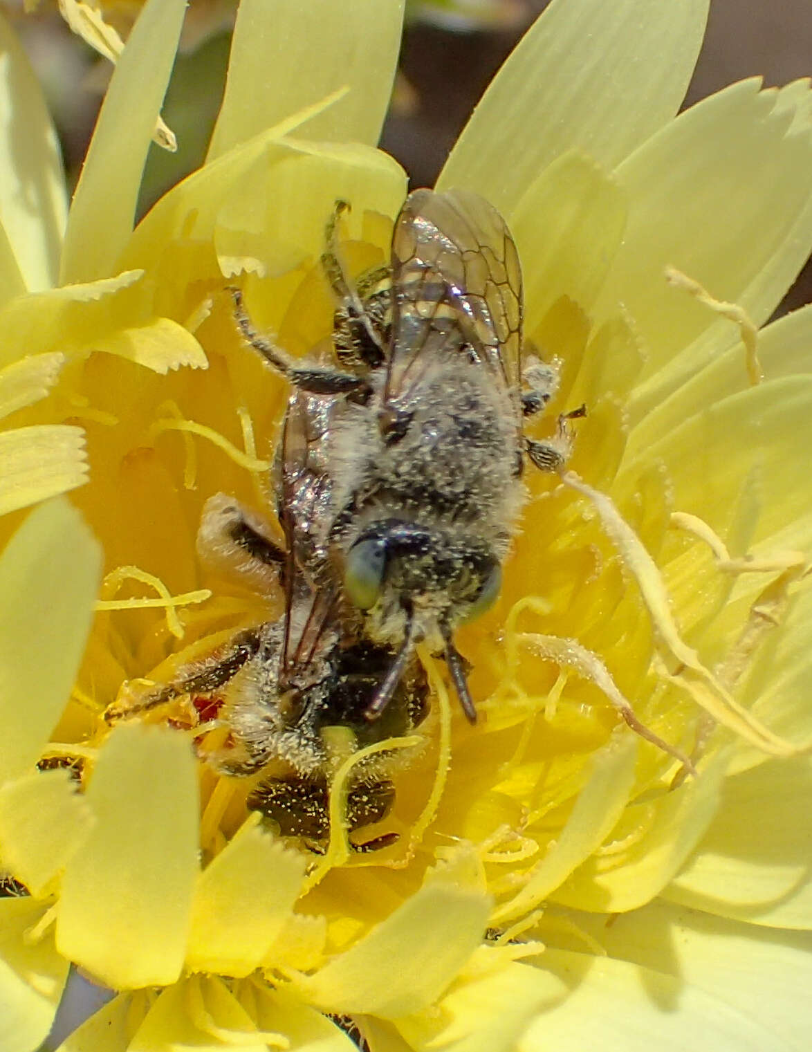 Image of Calliopsis puellae (Cockerell 1933)