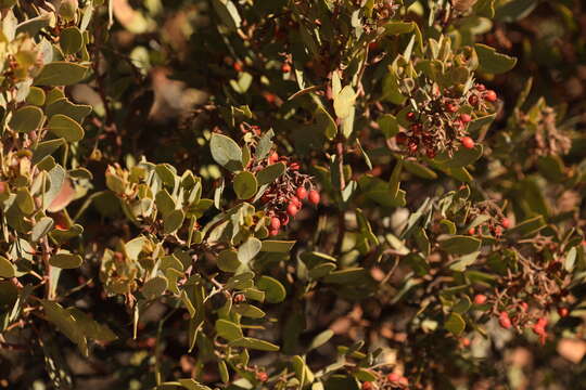 Image of Arctostaphylos bolensis P. V. Wells