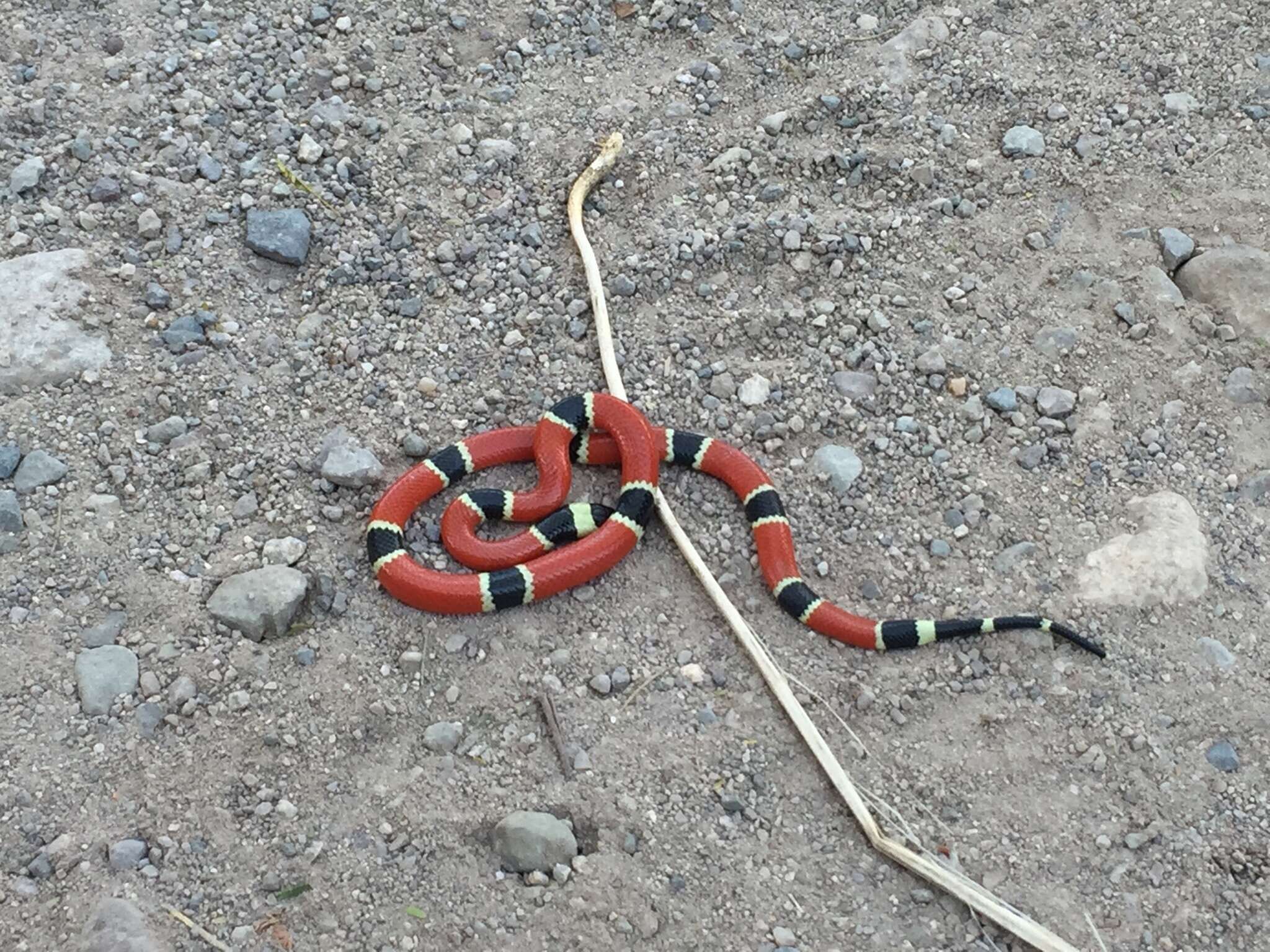 Image of West Mexican Coral Snake