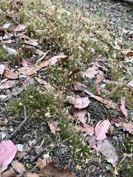 Imagem de Rytidosperma geniculatum (J. M. Black) Connor & Edgar