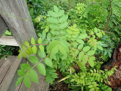 Image de Rhus chinensis Mill.