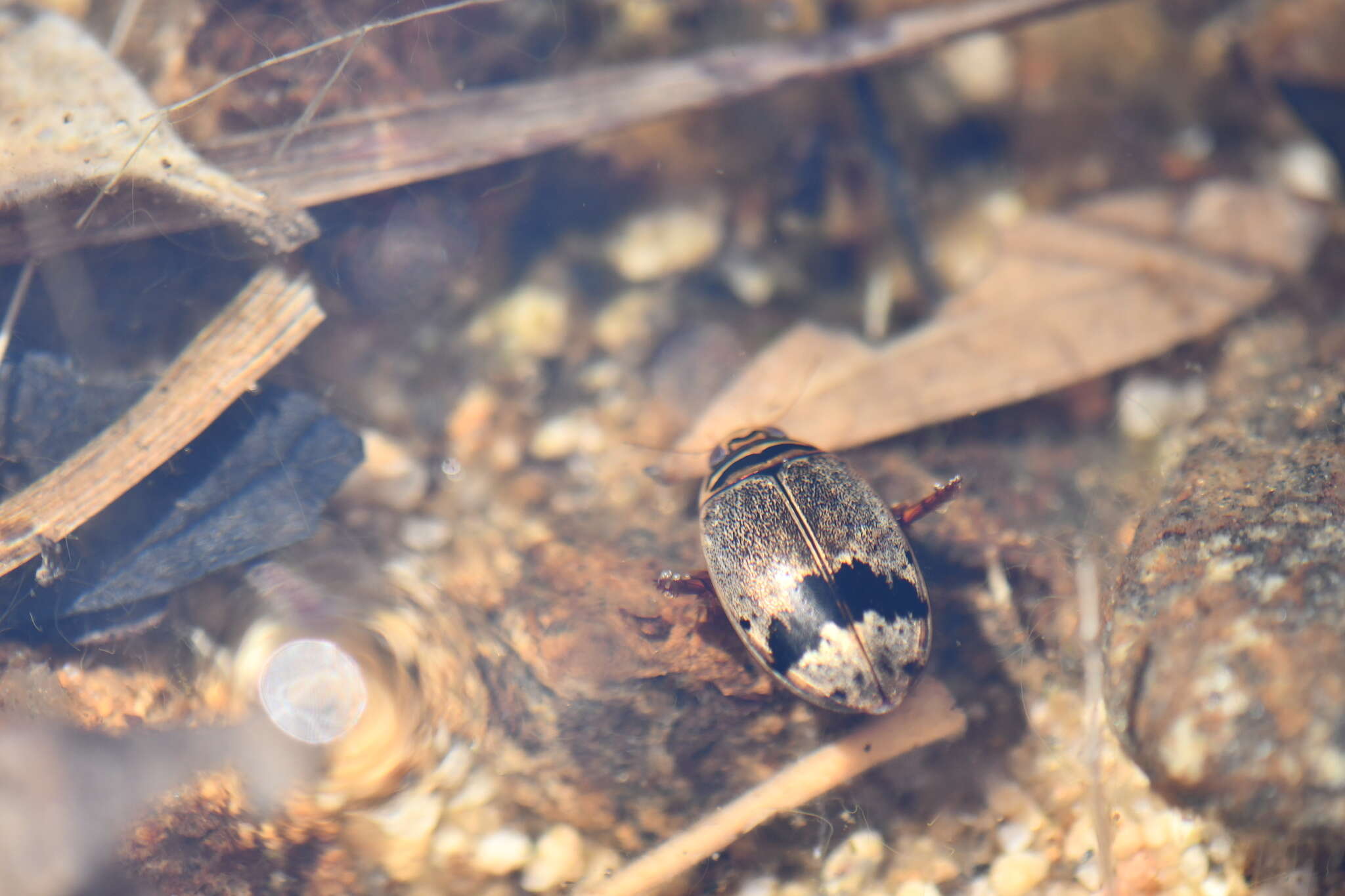 Image of Thermonectus nigrofasciatus nigrofasciatus (Aubé 1838)