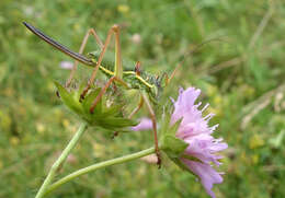 Image of saddle-backed bush-cricket