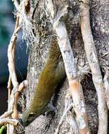 Image of Gray-bellied Squirrel