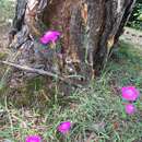 Image of Dianthus seguieri subsp. seguieri