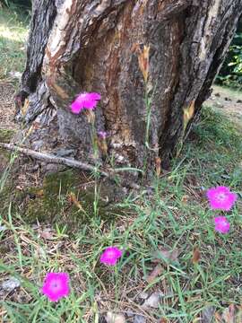 Image of Dianthus seguieri subsp. seguieri